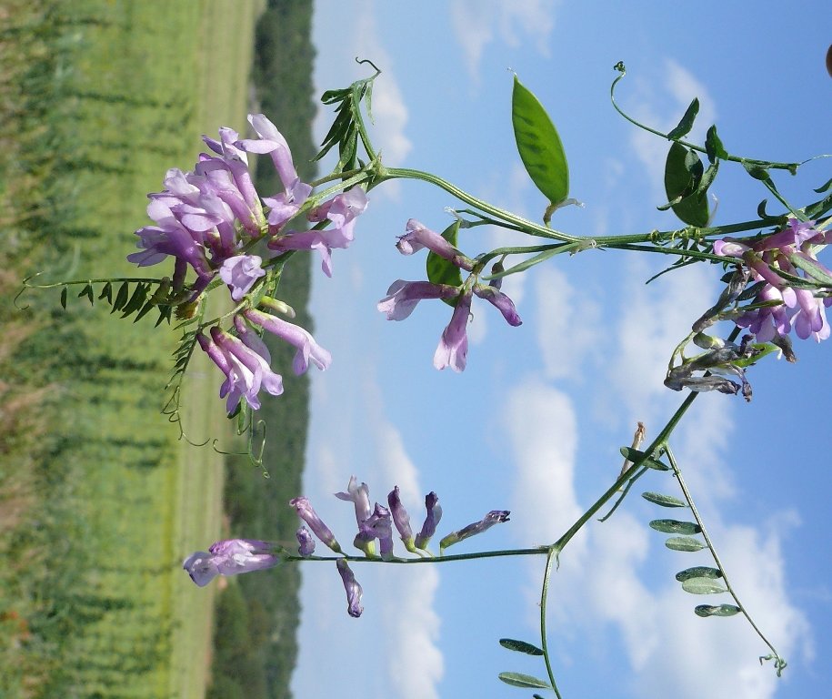 Range Plant of the Week: Hairy vetch (Vicia villosa) aka winter vetch ...