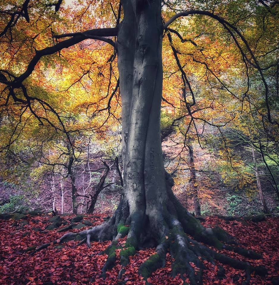 Peaklass - 🍂 “Autumn is a second Spring, when every leaf...