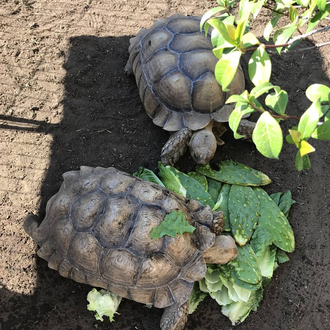 Tortoises available