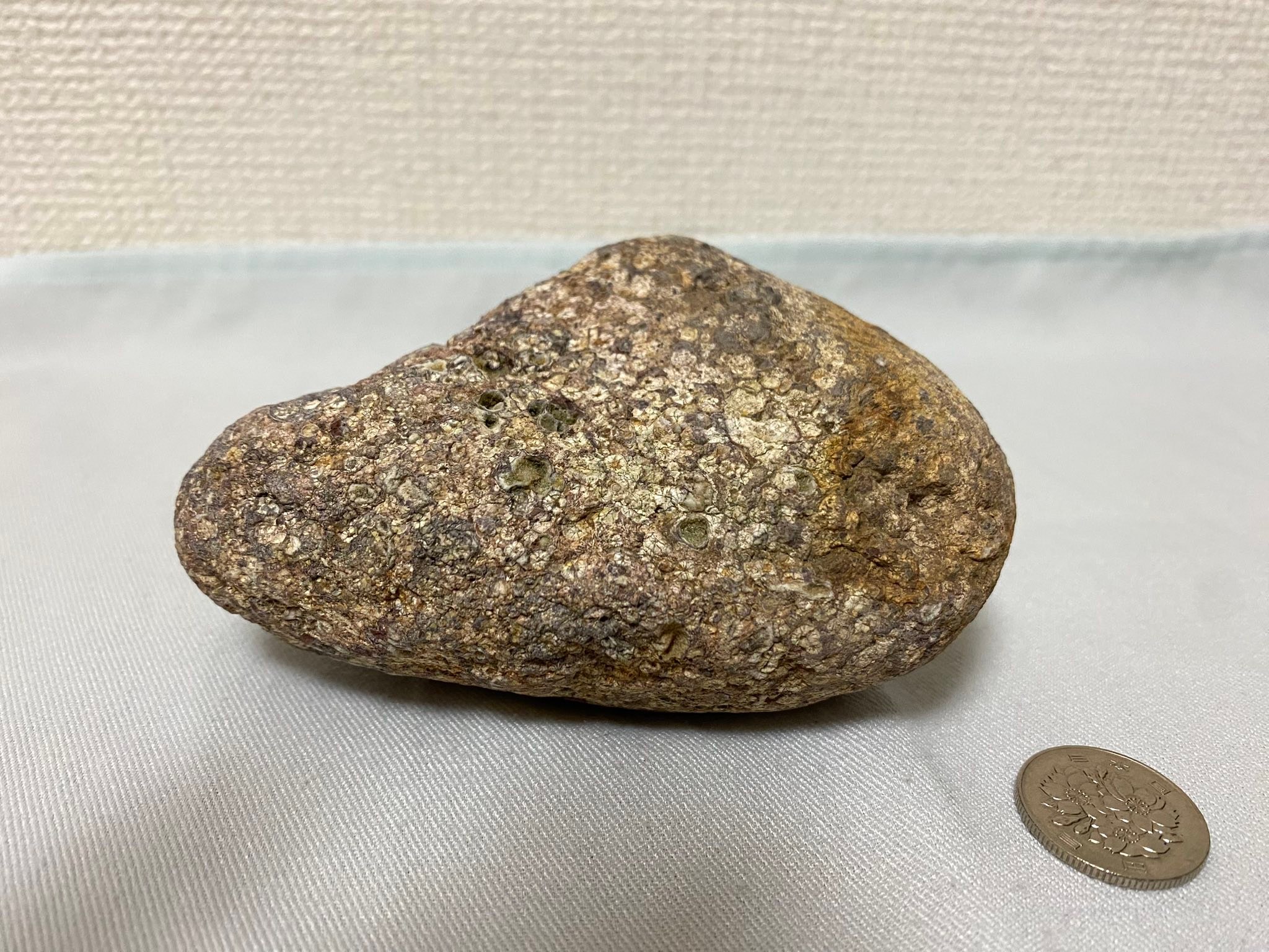 新見市の高梁川の河川敷で拾った石(7月29日) これは何かの化石なの 