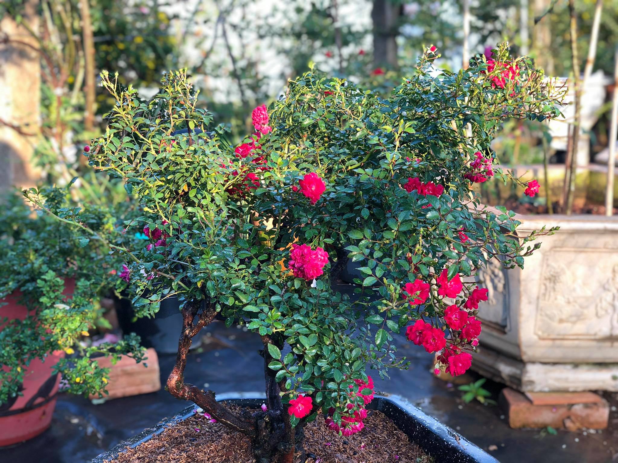 Minh Roses | Đà Lạt