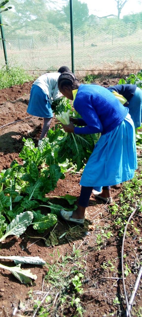 Mutunyi Permaculture and Organic Farming | Meru
