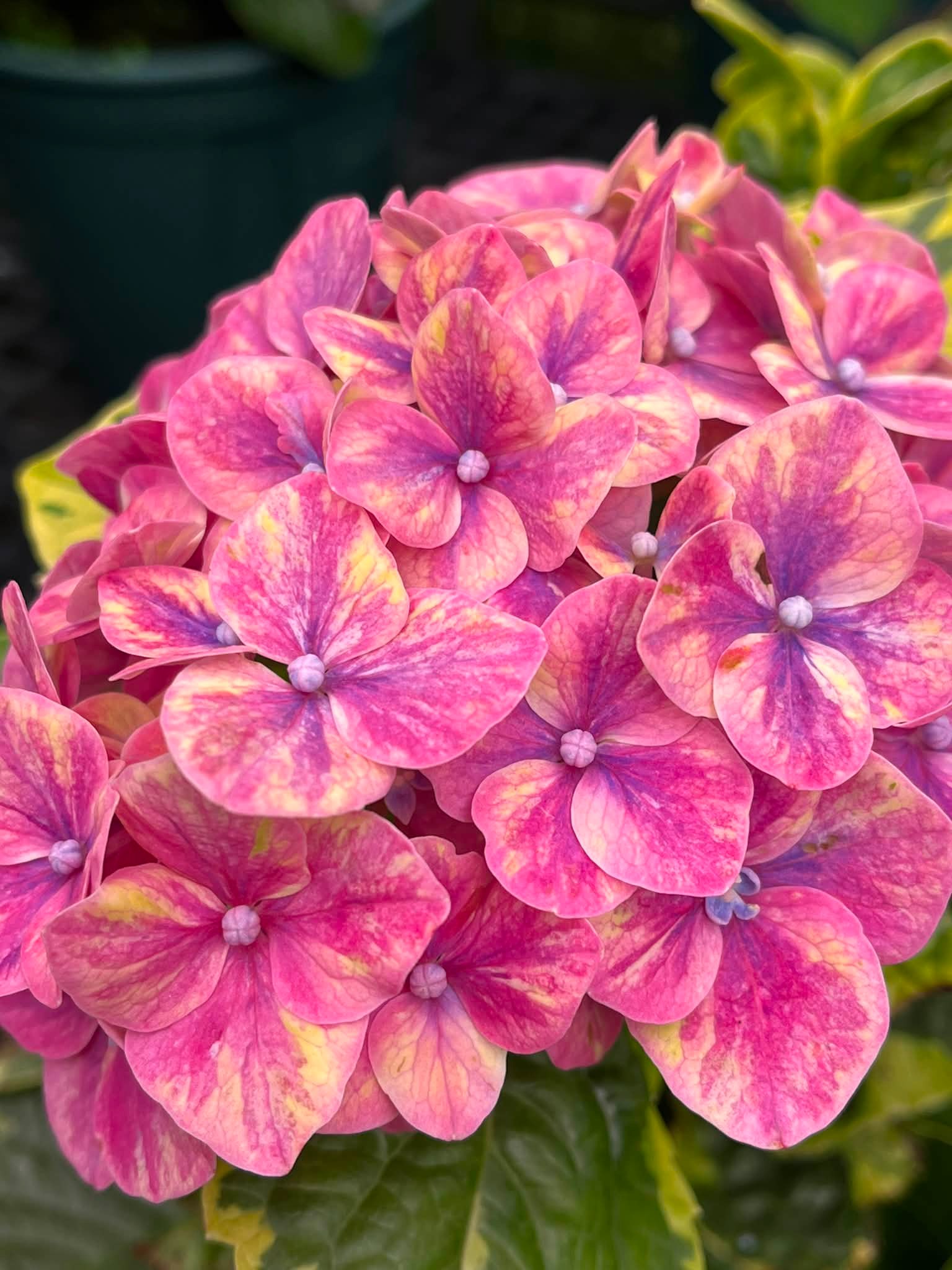 繡球 日本季末的繡球花
