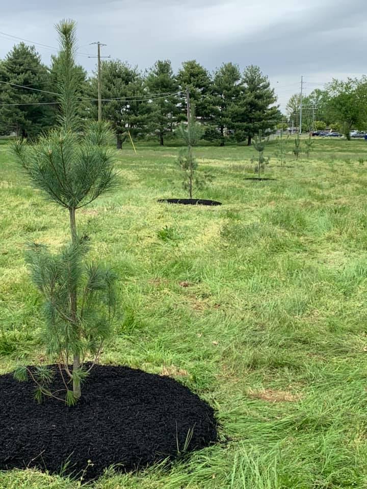 Sears Tree Service, LLC | Lewisburg KY