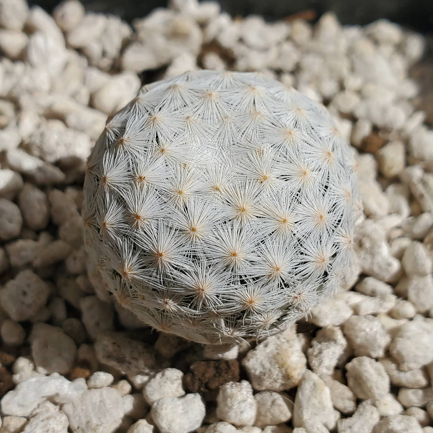Mammillaria Herrerae Q100 . . .... - Bankala's Cactus