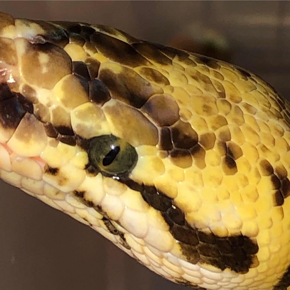 Last one of this clutch shedding out currently 😊🐍 ️. #reptilekeeper # ...