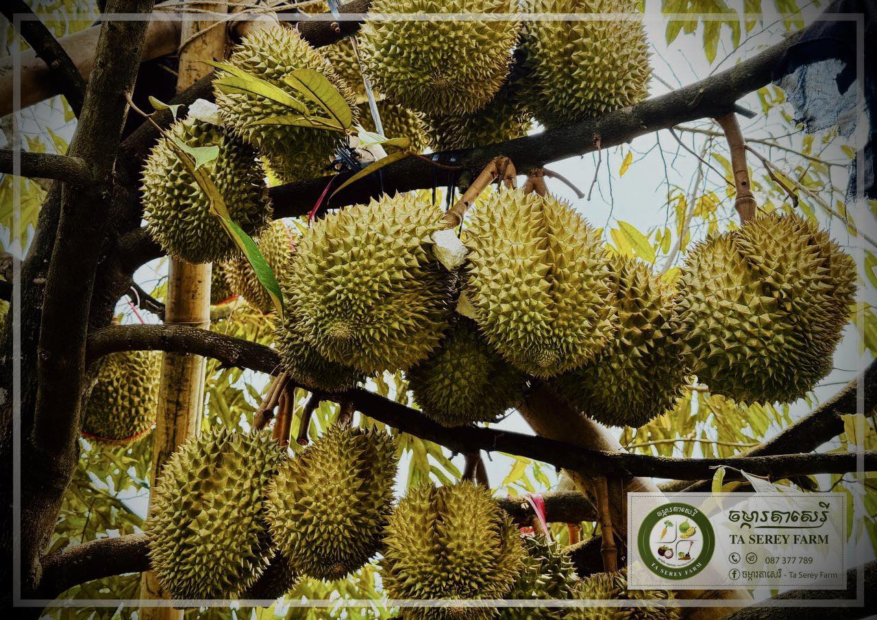 ចម្ការតាសេរី - Ta Serey Farm | Phnom Penh