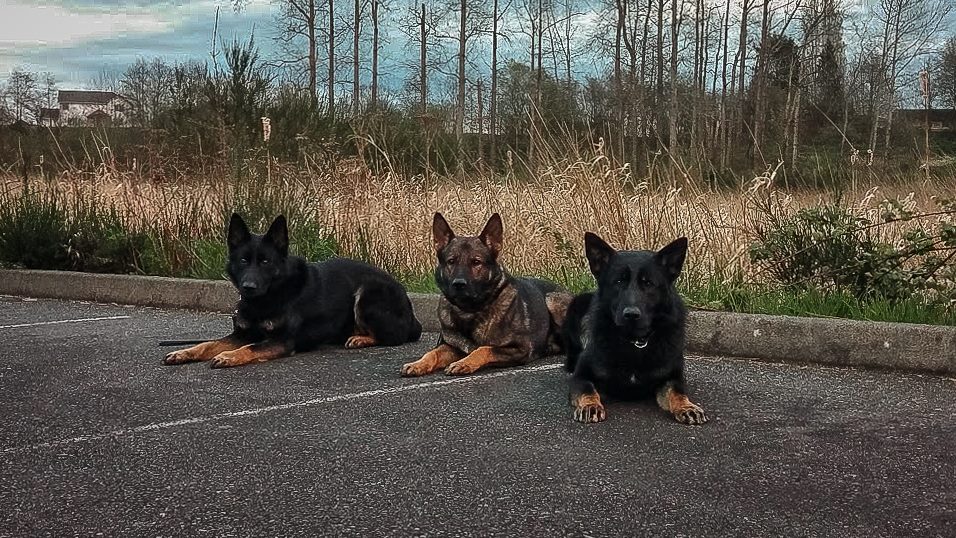 Washington State Police Canine Association