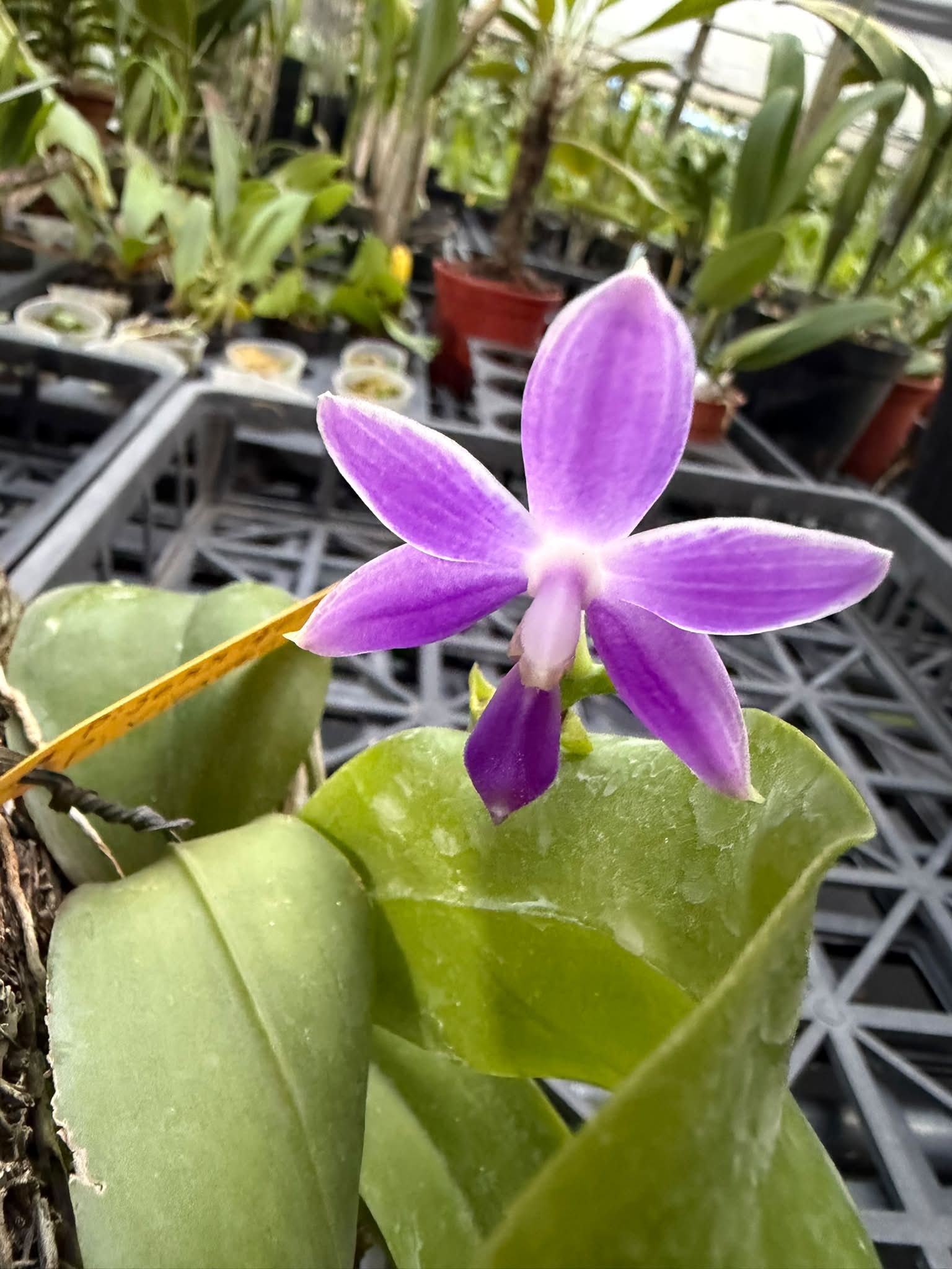 Ansellia Africana alba