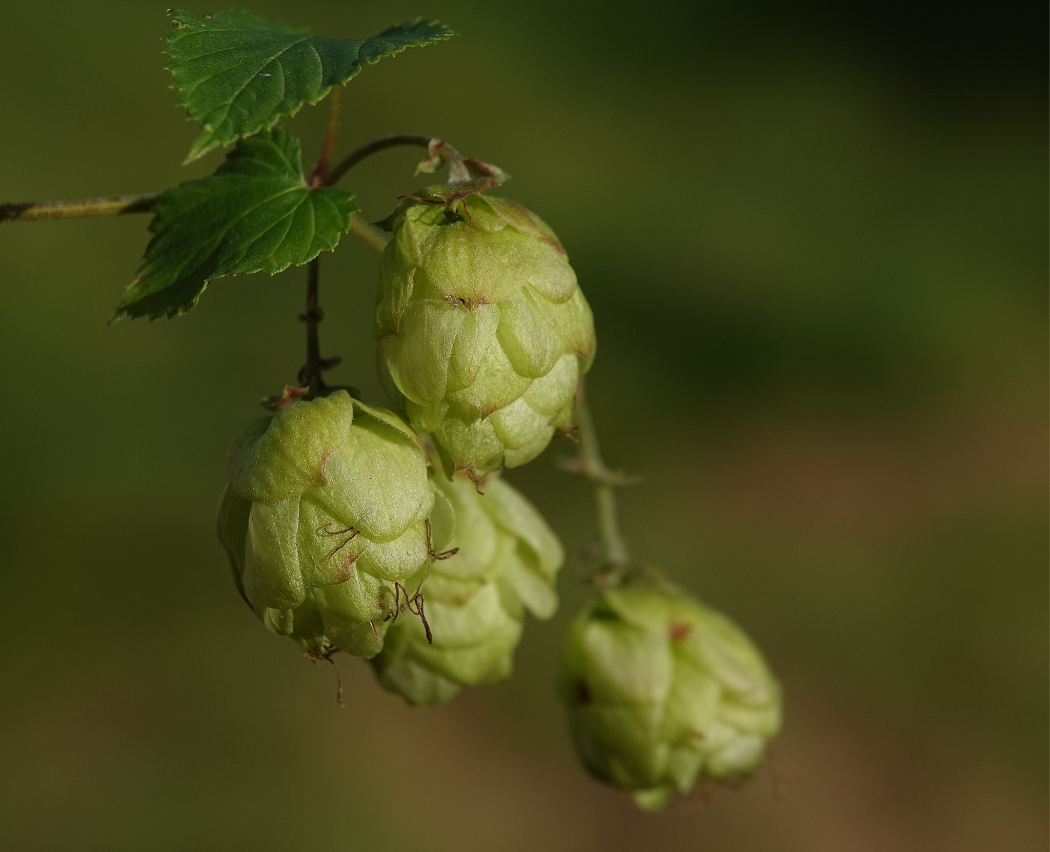 op-pad-in-de-drentse-natuur-voor-de-bierliefhebbers-is-dit-plantje-om
