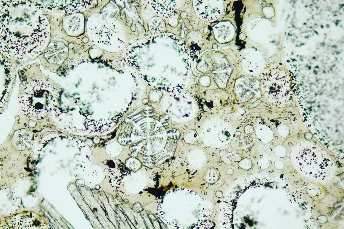 Skeletal leucite crystals in a... - Alexstrekeisen.it