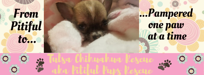 Tulsa Chihuahua Rescue aka Pitiful Pups, Inc.