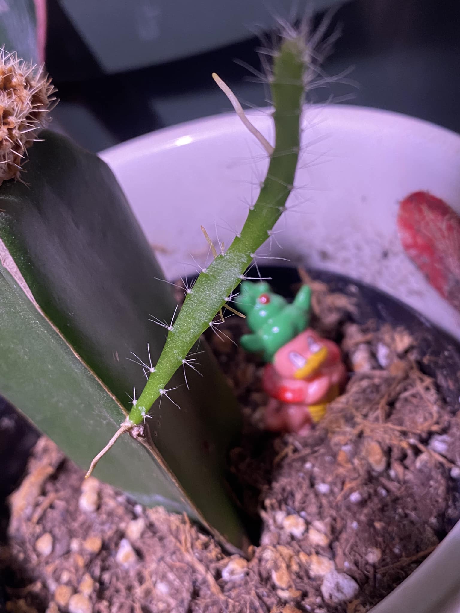 How to care for a cactus with a shoot and roots?