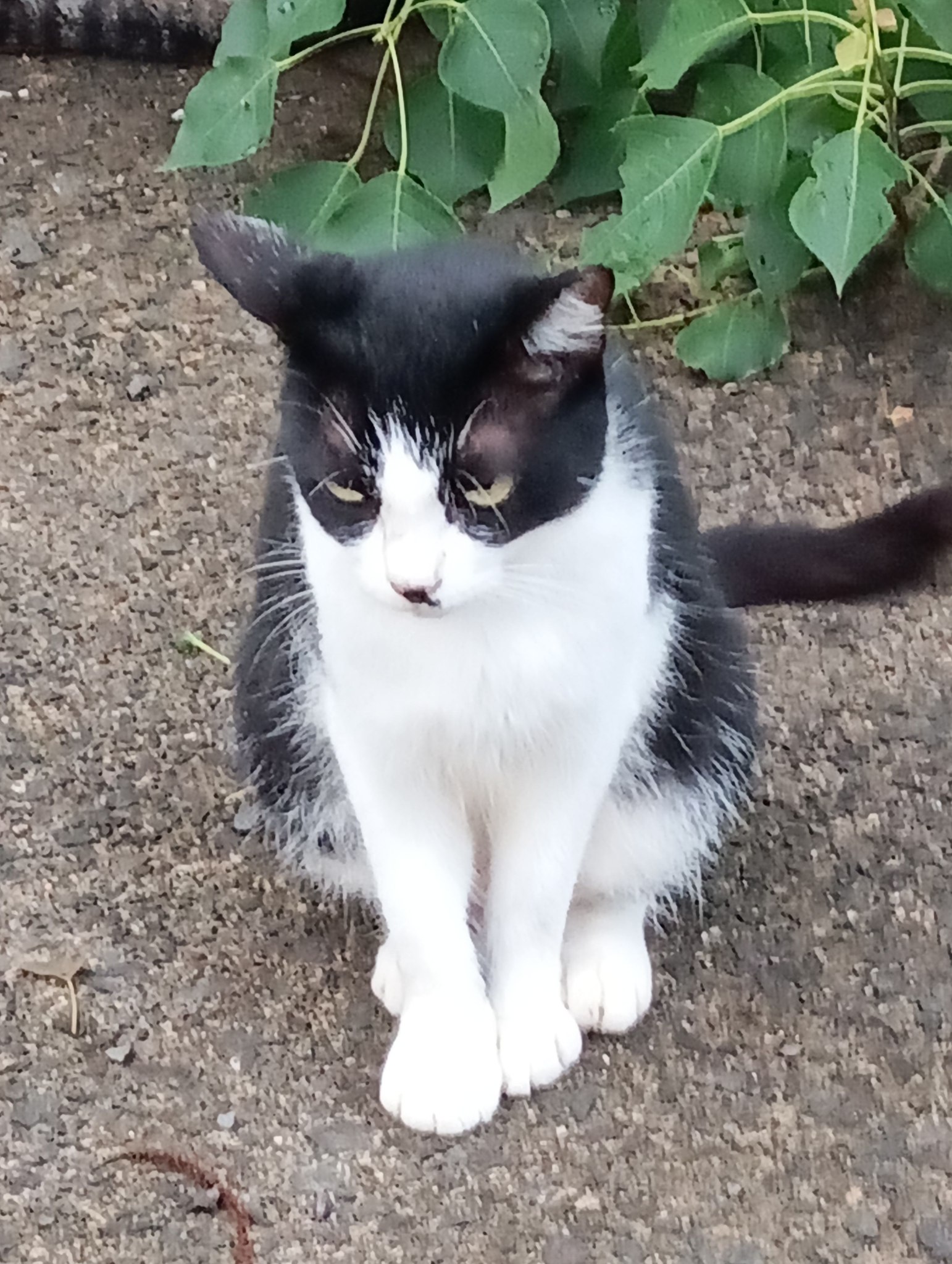 おはようございます！🐔 今朝は久しぶりにニャンコの写真です。😸 熱中