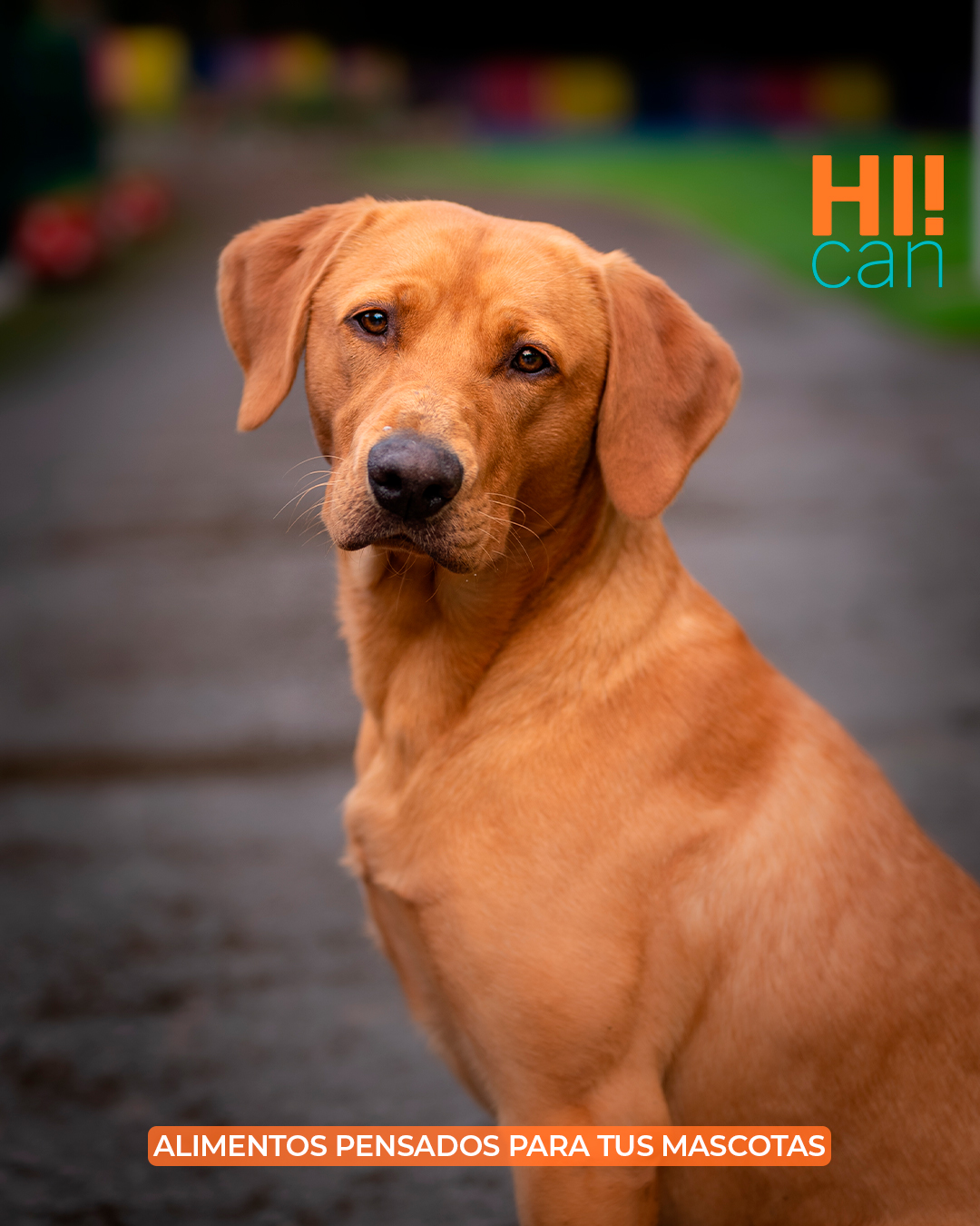 HiCan - 🐕 HI! CAN ALIMENTO DE CALIDAD PREMIUM, SABROSO Y... | Facebook