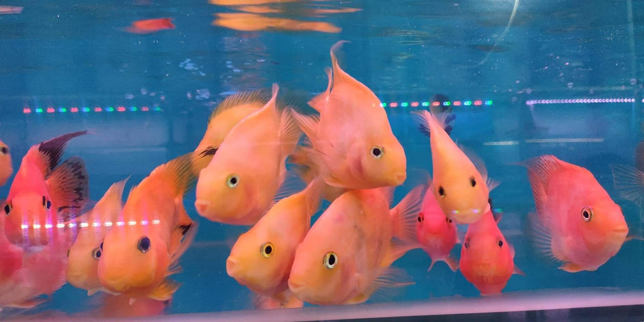 Str... - Toch Toch Fish Family Cambodia 010238262 077 82 66 81 | Facebook
