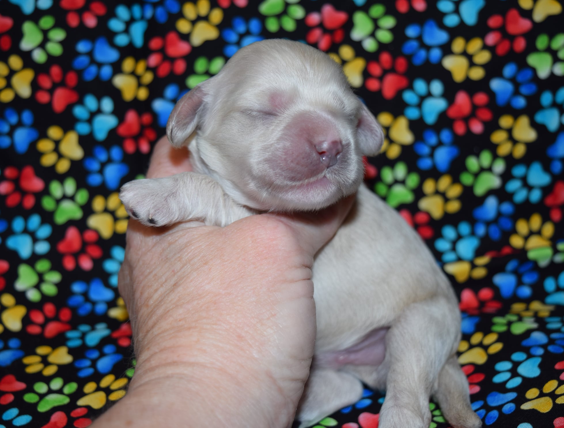 A few individual pics of Nala's F1b... - Copperhead Kennel