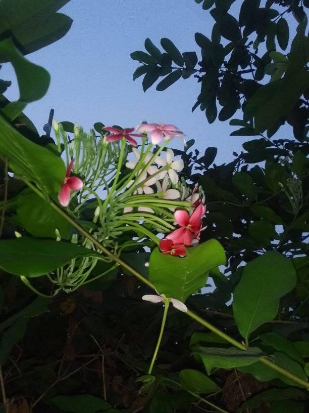রং তুলি