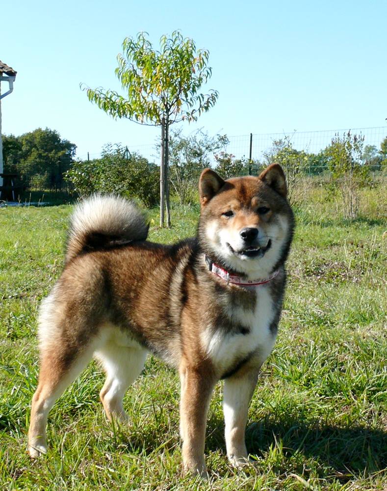 élevage De Percyval Elevage De Shiba Inu
