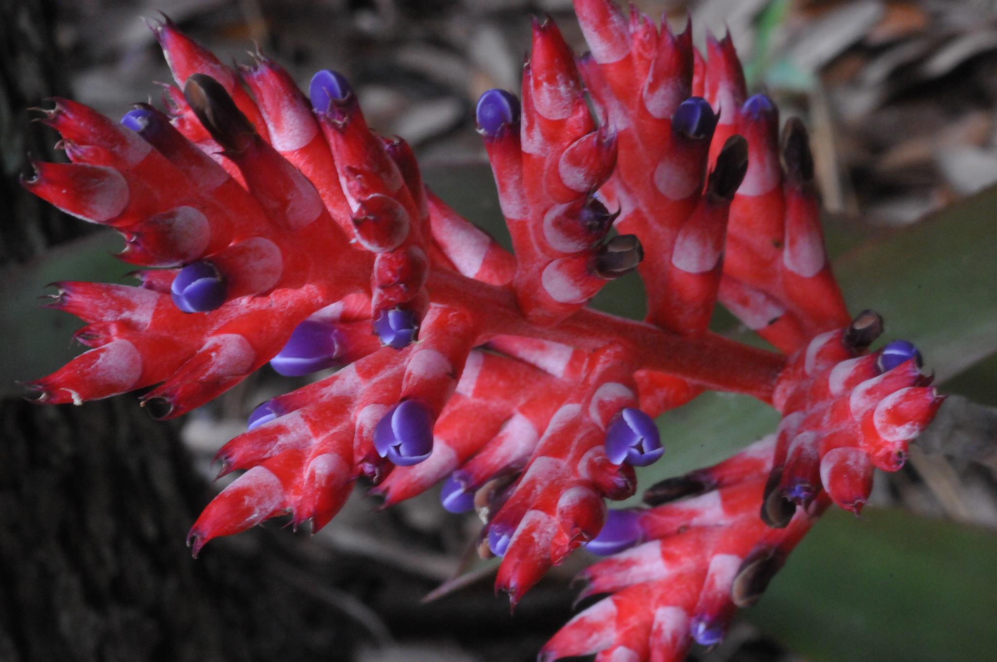 Wittmackia distans (jamaica)ウィットマキア Wittmackia distans (jamaica)ウィットマキア Six Jamaican Diverse