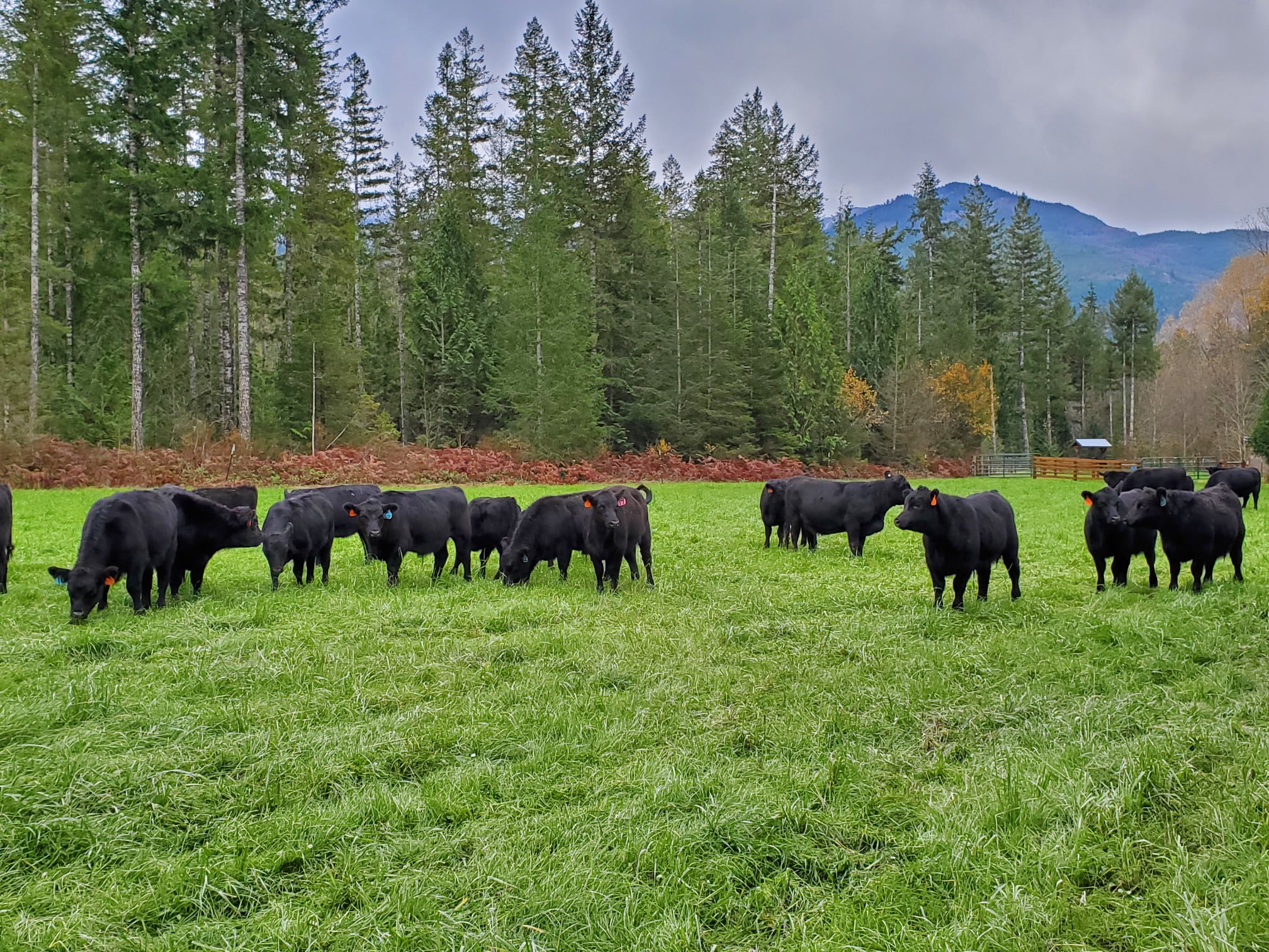 American Alps Ranch | Marblemount WA