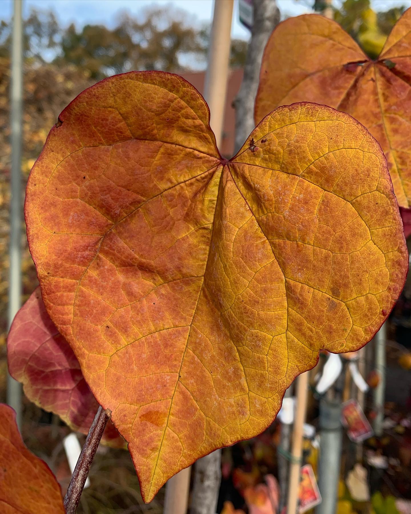 Die Herbstfärbung ist ein... - Hermann Wolter Gartenbau | Facebook