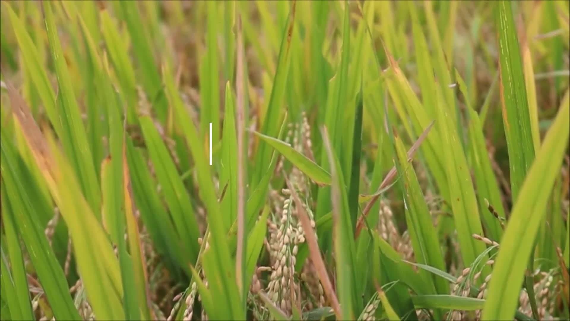 KaKa-G | Kanpur