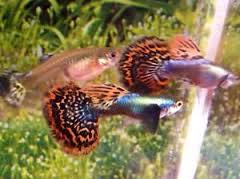 ACME Aquatics International