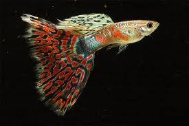 ACME Aquatics International