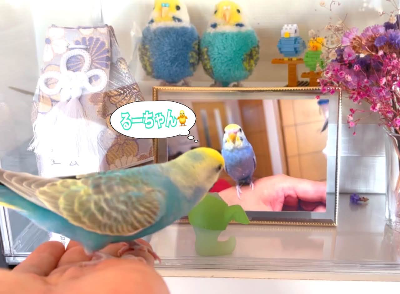 インコ家族様オーダー品 インコ家族様オーダー品 インコ家族様オーダー