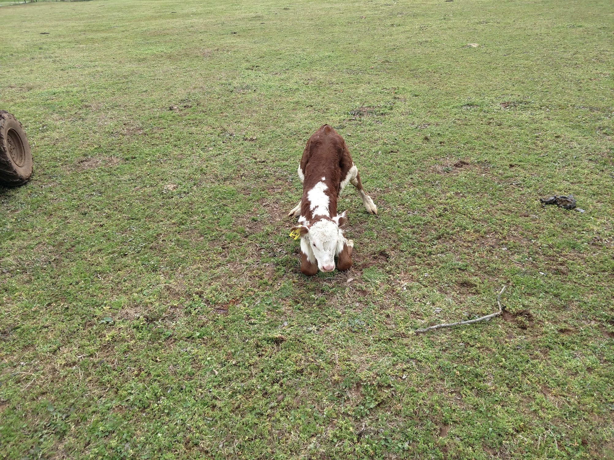 Cherry Ridge Farms... - Cherry Ridge Farms Land and Cattle