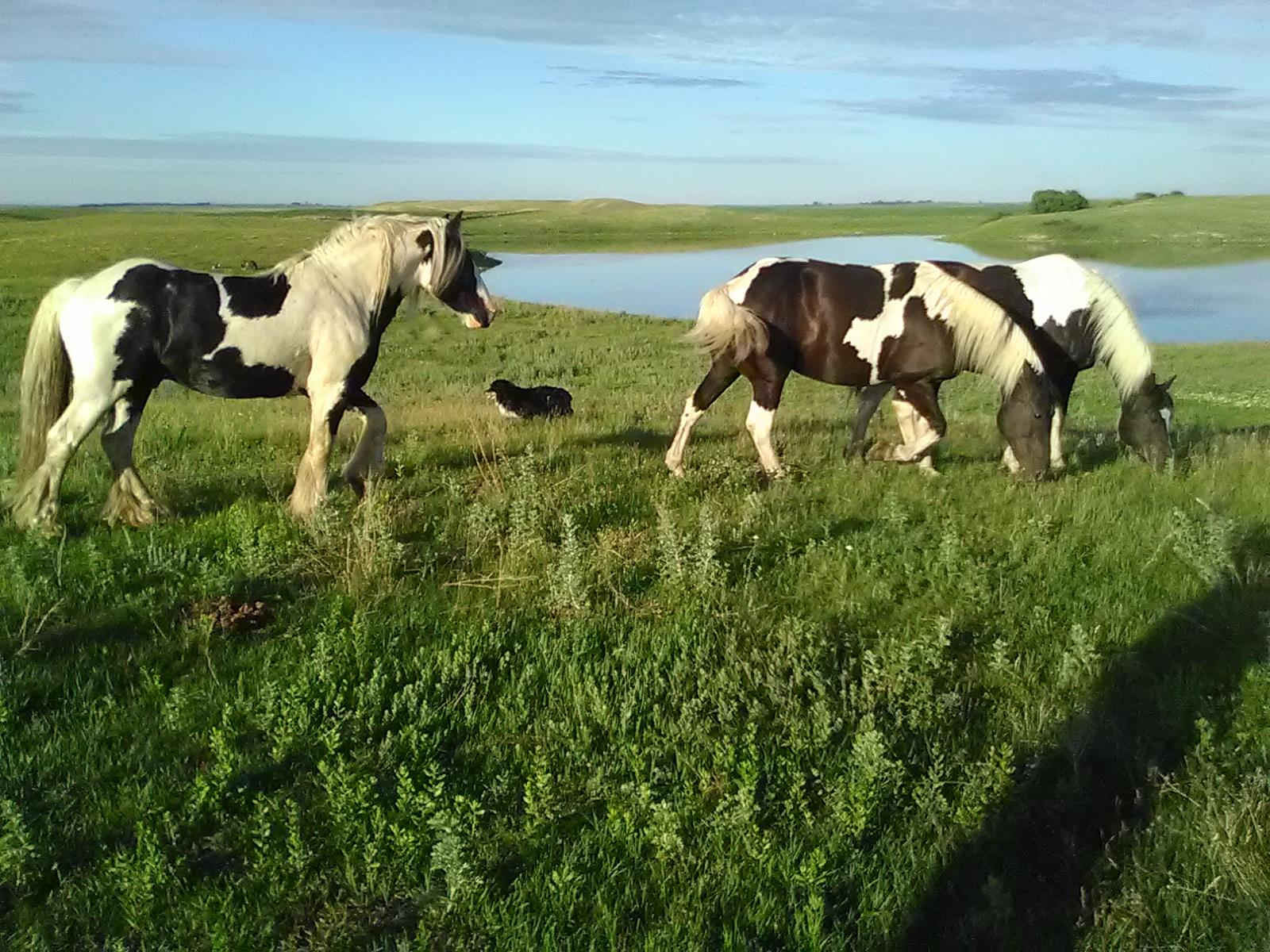Triple F Ranch