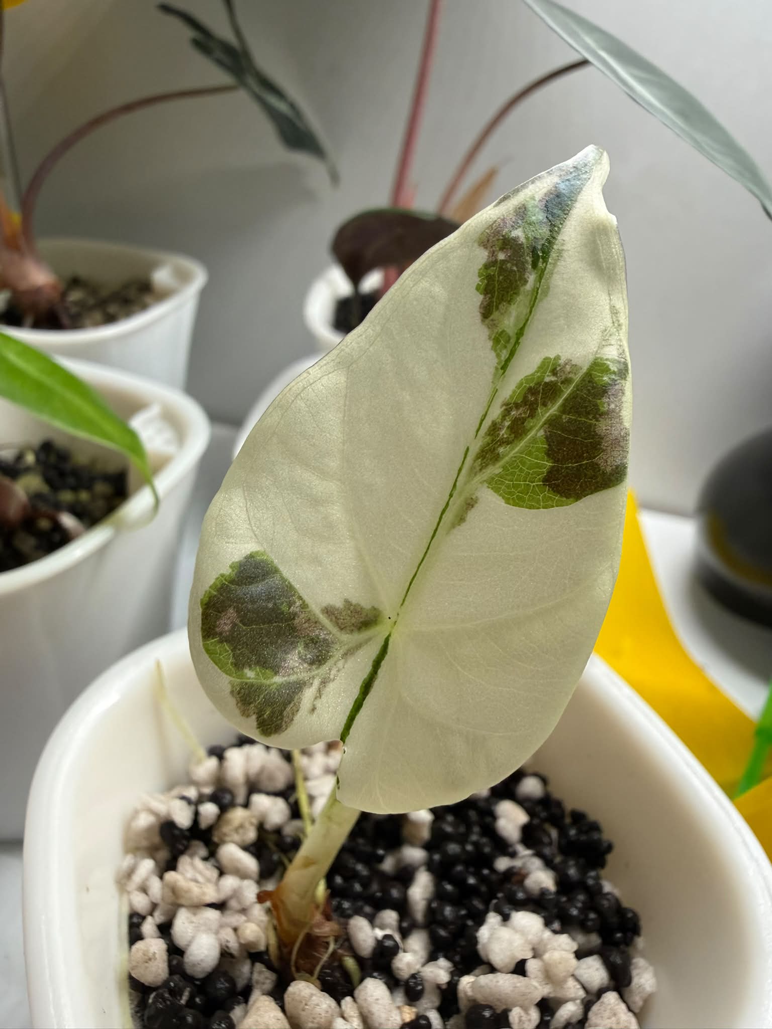 Regal Shield Albo plant leaf unfurls with beautiful variegation