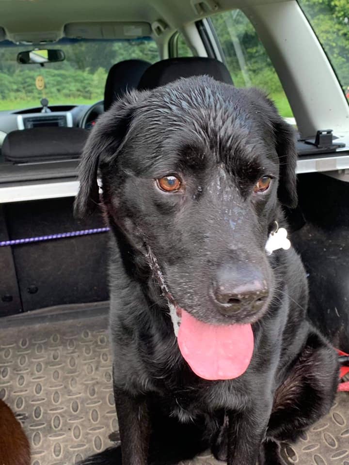 Happy birthday to Bo... - Labrador Retriever Rescue Scotland