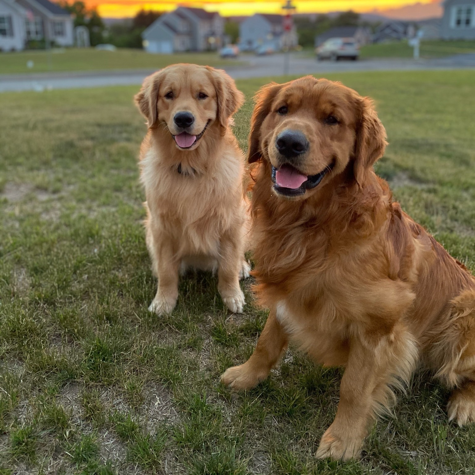Finny and Coop - Pet parents, we have a question!! 📸 Does... | Facebook