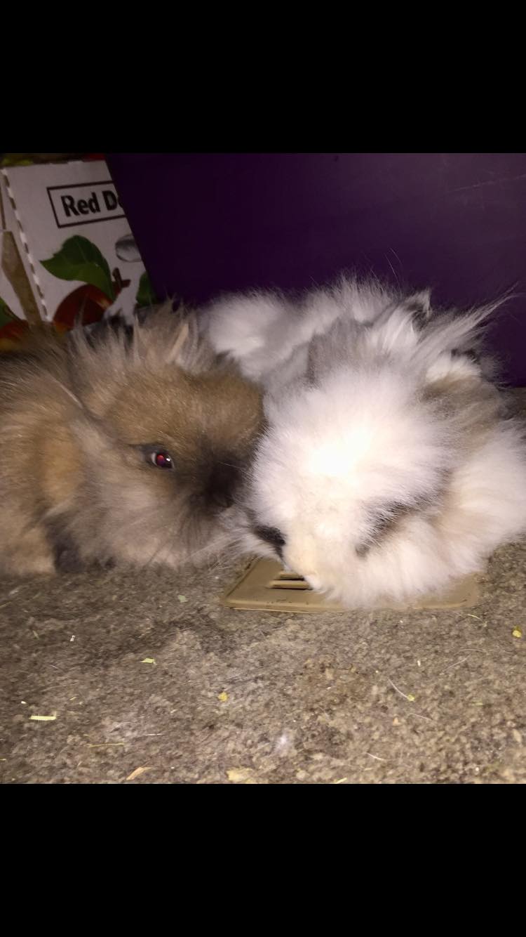 Montana Pet Rabbits
