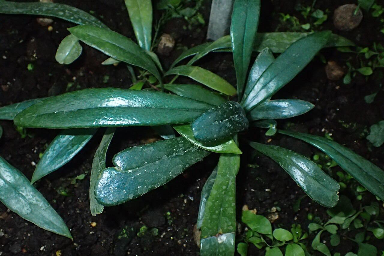 來源泰國🇹🇭little Fern Harvest Moon Dwarf Photharam 2380