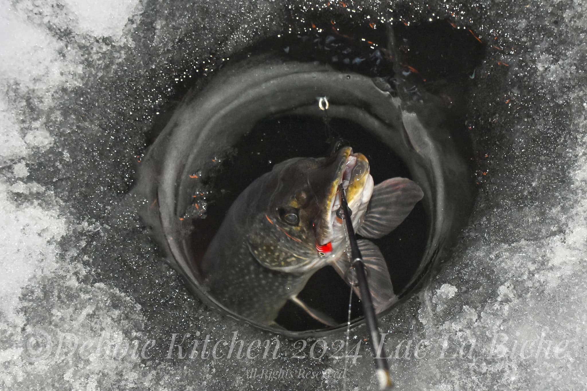 churchill fishing reel Cheeky Burst 350 Fly Citadel is built with a variety of materials to keep weight at a minimum but features at a maximum Mastering Crappie Fishing with New