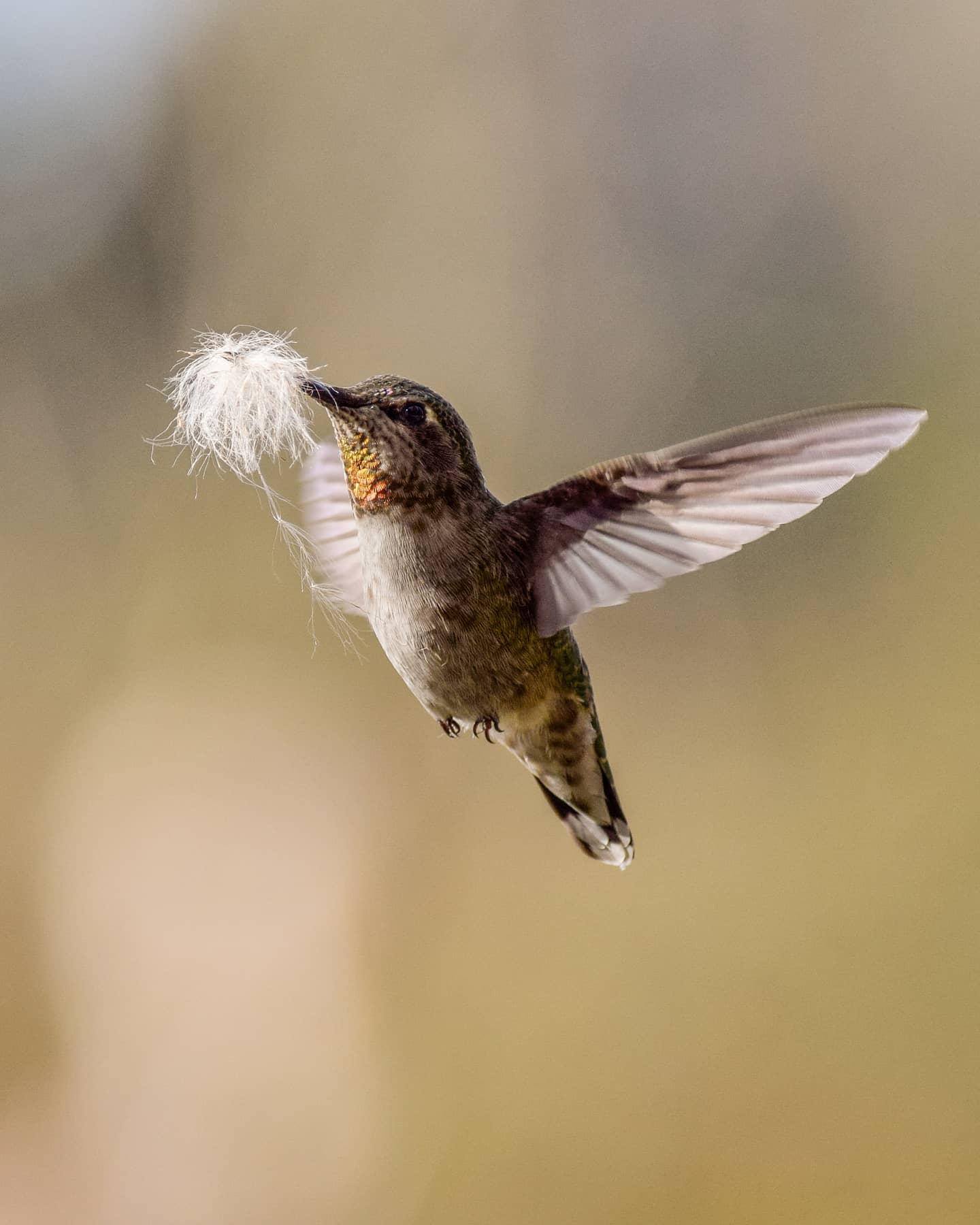 BBC - Flying fluff class ️ With a wingspan measuring of just 12cm, the ...