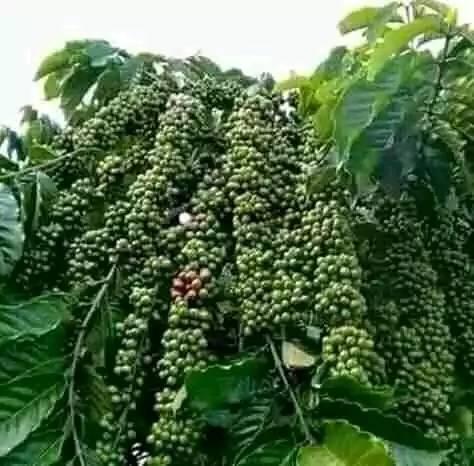 የኬሌ 2ኛ ደረጃ ት/ቤት ያፈራቸው ምሁራን እና ተማሪዎች መወያያ ገፅ። - የቶንሲል ህመምን በቤት ውስጥ ለማከም ...