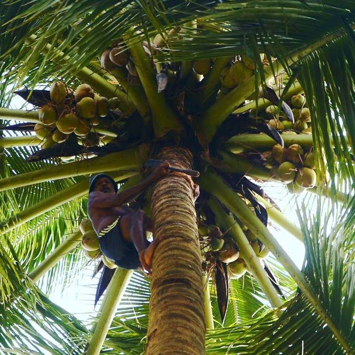 Traditional Goan Occupations
