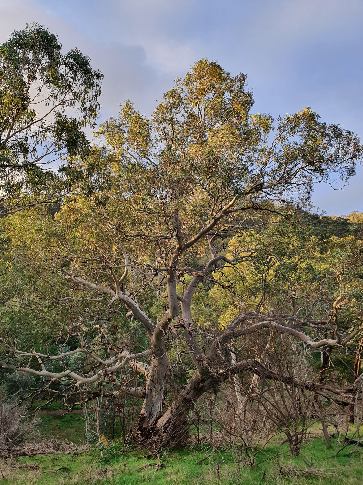 Review of the Native Vegetation Act... - Trees For Life (SA) | Facebook