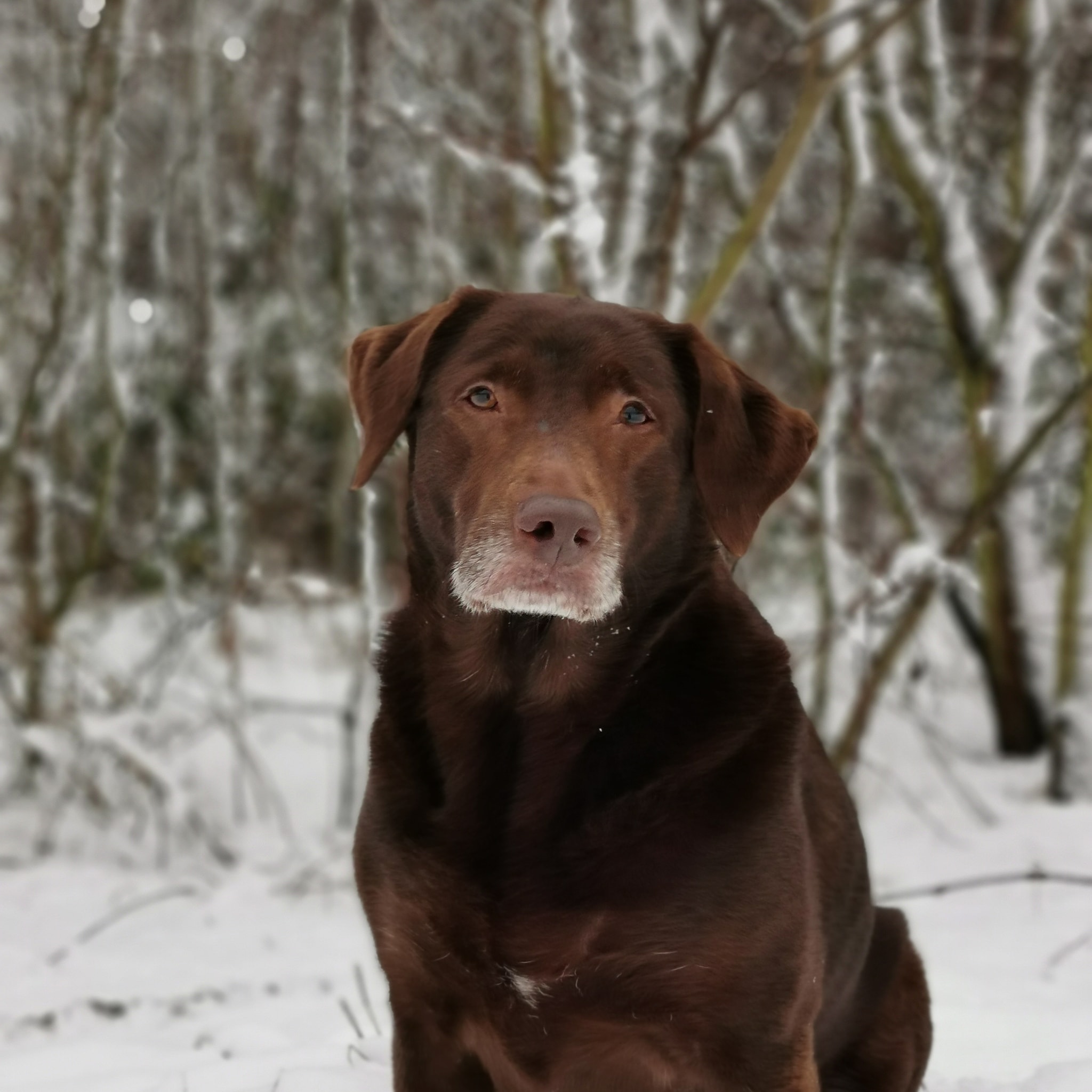 Labrador Amy - Home