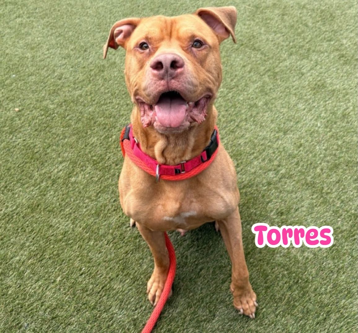 Adopt or rescue Torres, Fargo, and Sasha in Philadelphia, PA