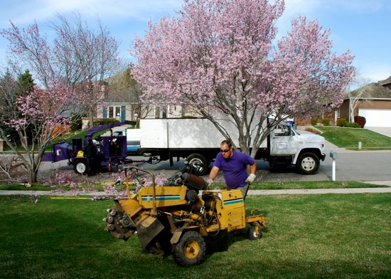 Advanced Tree Service | Salt Lake City UT