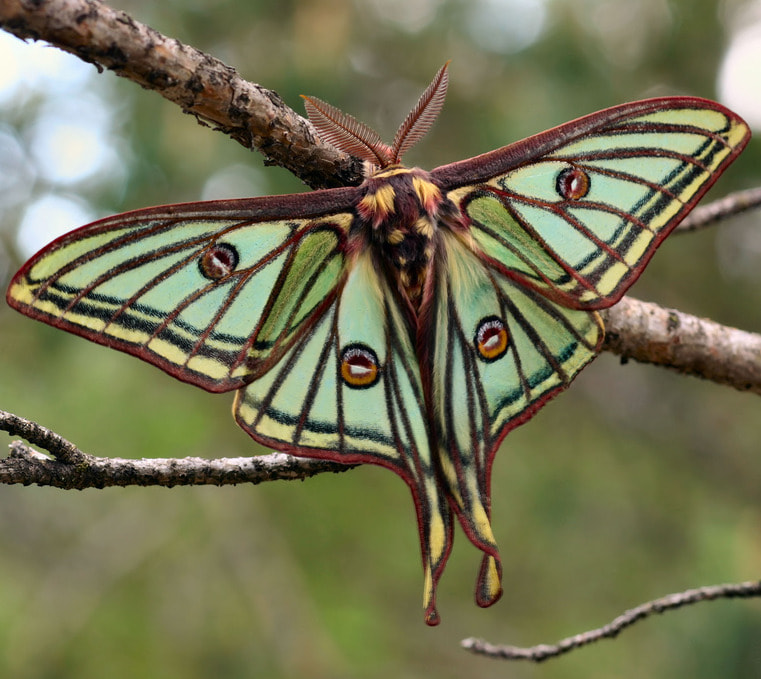 Male Spanish moon moth specimen for collection