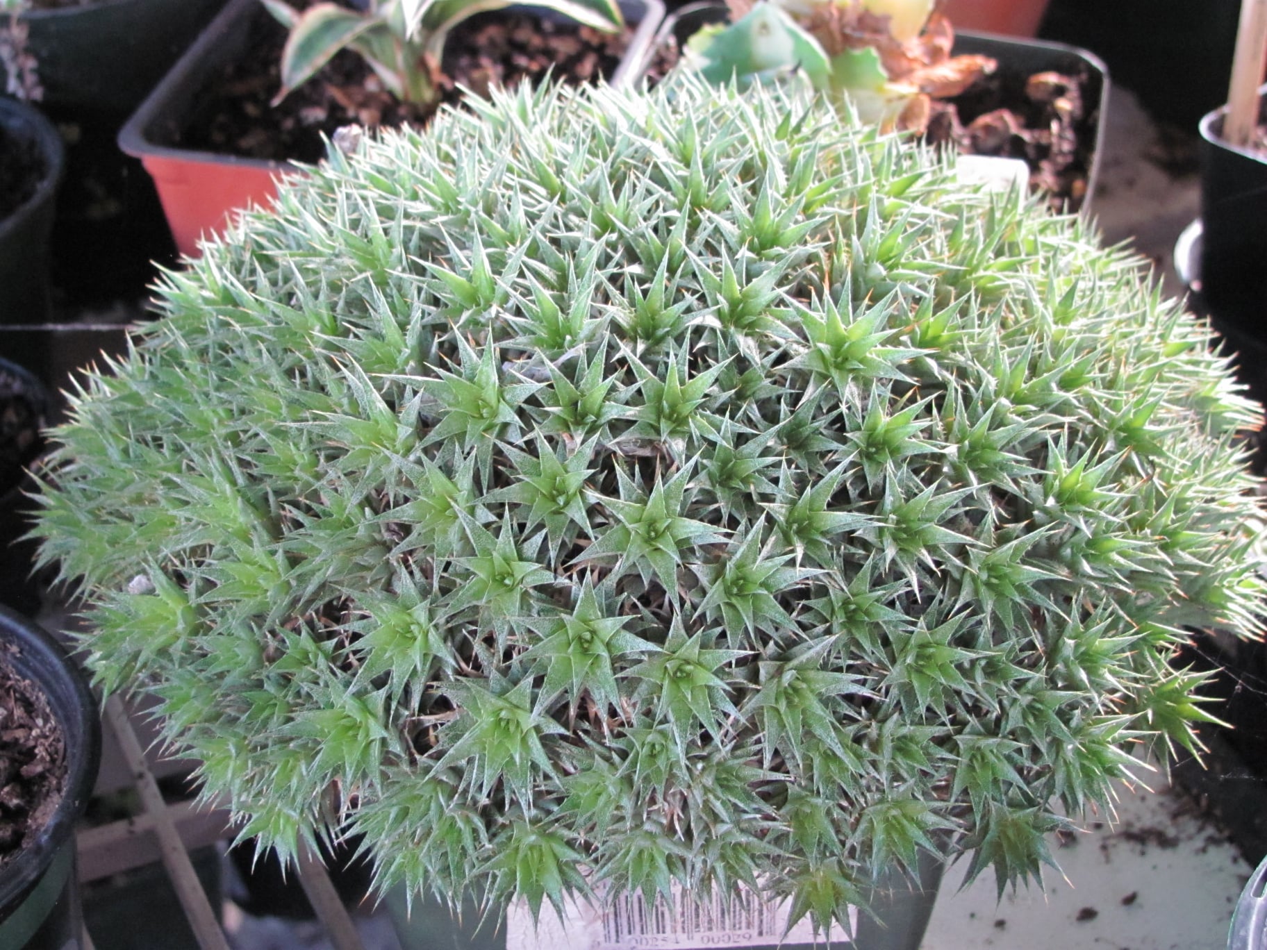 Deuterocohnia longipetala succulent bromeliad care