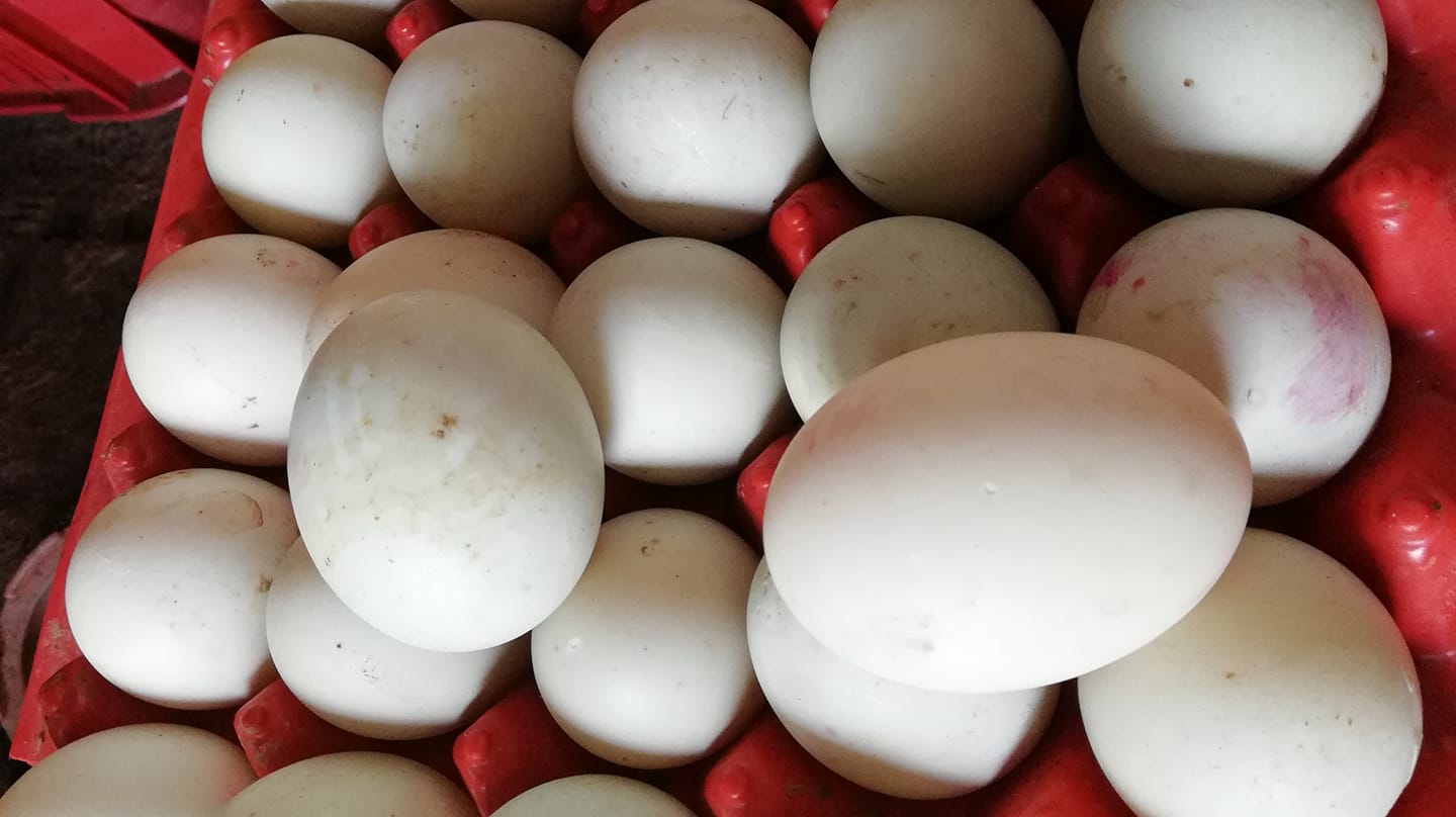 Salted duck egg rodriguez rizal
