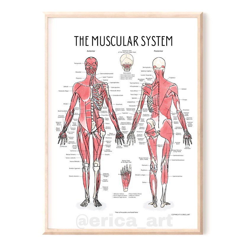 The Muscular System 💪 The 18”x24”... - Erica.Art.Design | Facebook