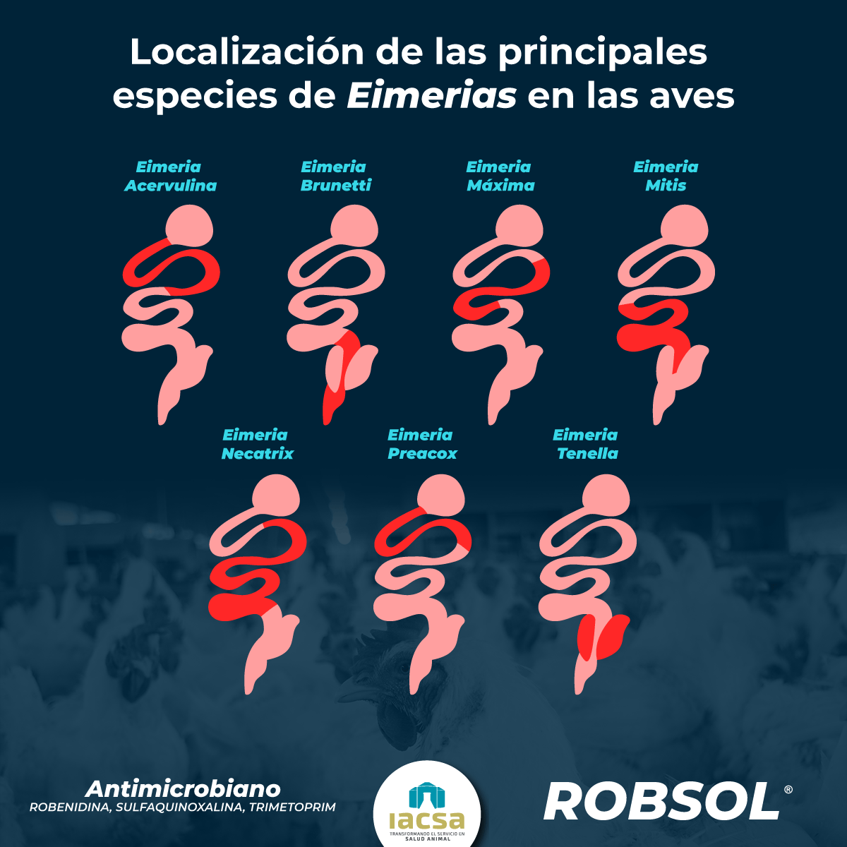 IACSA - La distribución de lesiones por coccidia dentro...